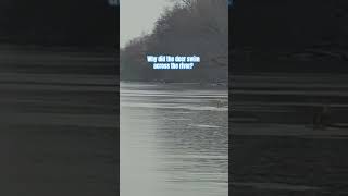 Why did the deer swim across the river? 🤷🏻‍♂️🤷🏻‍♂️ #deerhunting #deer