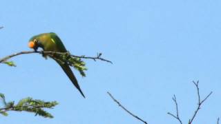 MARITACA JANDAIA NA NATUREZA!