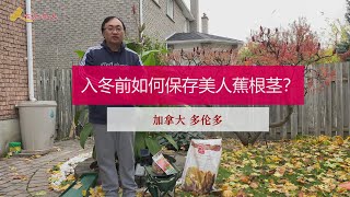 入冬前如何保存美人蕉Canna indica的根茎？/美人蕉根茎什么时候挖出？