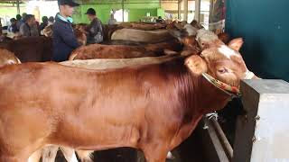 Harga Sapi Jantan Bakalan Super Hari Ini Pasar Hewan Banjarnegara