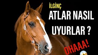 ATLAR NASIL UYURLAR ? BİLGİ  I ATLAR HAKKINDA BİLGİLER  I ATLAR AYAKTA MI UYUR ?