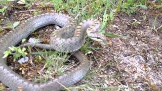 Στεφανοφόρος, Smooth Snake, Coronella austriaca