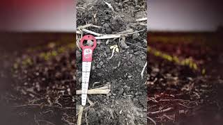 Agronomy Tip of the Week - Managing Maggots