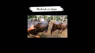 হযরতপুর হাটের মহিষ #viral #purbashaagro #cattlefarm #shortsvideo