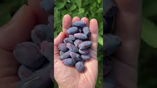 Berry picking #garden #gardening #foodforests #berries #honeyberry #haskap #healthy #superfood