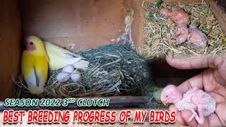 BEST BREEDING PROGRESS OF MY LOVE BIRDS | SEASON 2022 3rd CLUTCH | 5-2-2022 | AA BIRDS INFORMATION