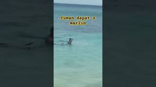 HASIL MANCING CUMAN 2 MARLIN #mancing #ikan #shorts