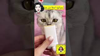 حياتها احلا من … #explore #tiktok #السعودية #funny #youtubeshorts #cat#قطط