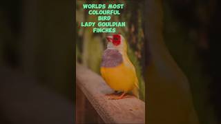 world most colourful bird | gouldian finches male female difference | gouldian finches setup |