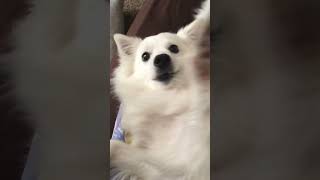 Adorable Dancing American Eskimo Dog