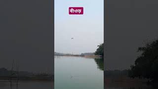 চারা তলা বাঁওড় থেকে #nature #shorts #amazing #lake