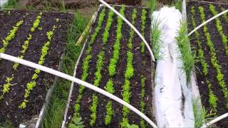 Vegetable Garden Update Week 5