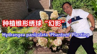 锥形绣球Phantom的种植/Hydrangea Paniculata Phantom Planting