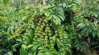 BUAH KOPI SEMAKIN LEBAT BERKAH DI CURI SEMAKIN LEBAT.