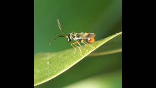 Eucharitid Wasp(Schizaspidia genus)- Parasitoid wasp #wasp #macro