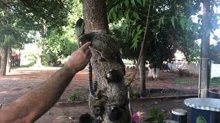 Macacos comendo bananas! Beleza da natureza