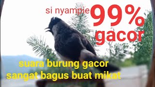 pikat BURUNG KUTILANG gacor DI SANGKAR LAYANG ketika melihat kutilang liar@Iksan.sai.123