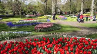 Keukenhof 3