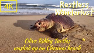 [4K] Olive Ridley turtles on Besant Nagar Beach, Chennai