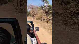 Jungle safari in gir forest #safari#jeepride#fun#ytshorts #jungle #gir