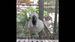 Funny And Smart Parrots #shorts #talkingparrot