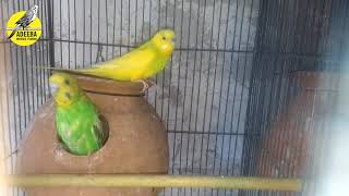 Adeeba birds farm & pets