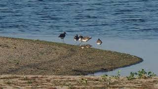 Ab 0:19 _ Steinwälzer bei der Arbeit _ Arenaria interpres _ Vogelbeobachtung