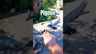 Pigeon Crossover in Slow Motion With Pigeon Sound #pigeon