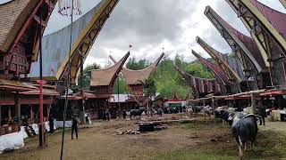 Ratusan Juta untuk satu kali PEMAKAMAN di RITUAL PEMAKAMAN TORAJA