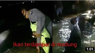 HEBOHH.!LUMBA-LUMBA TERDAMPAR DI PANTAI MADURA.