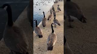 Canadian Geese and Duck just passing thru at Sunset Park, Las Vegas #geese #ducks