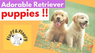 Labrador Retriever Puppies howling & jumping off a wall! Comp 1! SO CUTE! #shorts