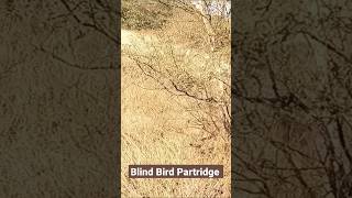 Blind partridge