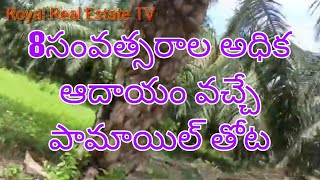 land for sale# palm oil garden for sale#royal #real #estate #tv #kakinada #eastgodavari #red soil