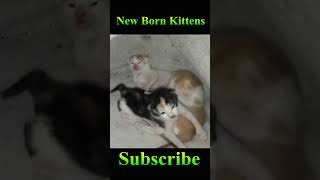 Adorable Newborn Kittens #Viral #Shorts