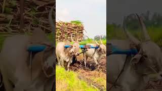 full loaded sugarcane cart caring by ox #farming