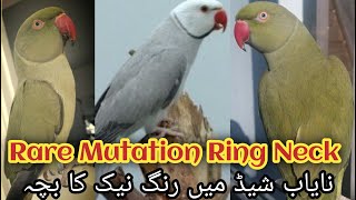 Rare Mutation Ringneck Parrot Chick | Ring Neck Parrot For Sale | Khan Birds Collection