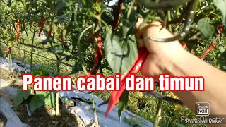 cica membantu amai panen timun dan cabe di sawah || panen cabe dan timun