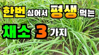 한 번 심어서 평생 먹는 채소 3가지 /부추 / 머위 / 미나리