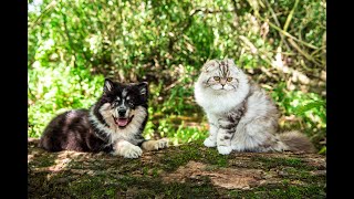 Scottish fold kittens with Finnish Lapphund puppy