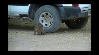 Kirindy forest: fossa (femmina) tra le auto