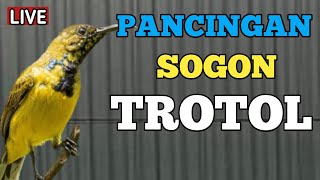 🔴 PANCINGAN SOGON BAHAN, BISU, MACET, LANGSUNG NYAUT