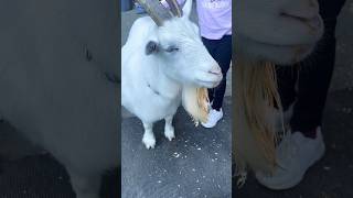 #goat #pettingzoo #pleasesubscribe #shorts #viral #cuteanimals #adorable