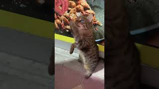 Cat in Istanbul clawing a tasty treat