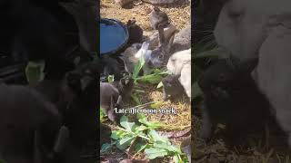 Snack Time #rabbit #homestead  #rabbitcolony #permaculture