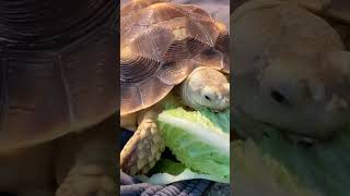 My sulcata Torty the tortoise loves eating lettuce