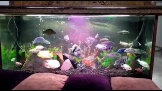 All type of african cichlids