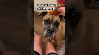 Sam really wants a chicken nugget #chickennuggets #dogvideo #dog #doglover #mcdonalds #cute #shorts