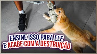 CACHORRO QUE NÃO SABE BRINCAR