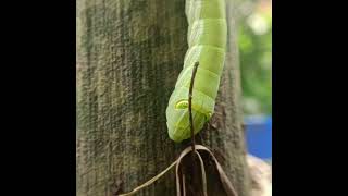 Green Pergesa Hawkmoth(Pergesa acteus)caterpillar #caterpillar #moth #buttefly